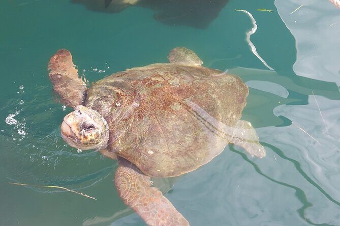 Argostoli Walking Tour- The Town's Tale on Foot - FAQ