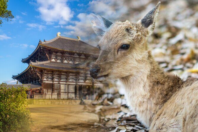 Arima Onsen, Tdai-ji, Kobe Sanda Outlets & Nara Park fr Osaka - Who Would Love This Tour