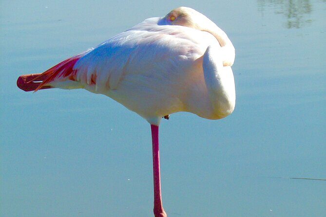 Arles and Camargue Full-Day Tour including Aigues Mortes - An In-Depth Look at the Itinerary