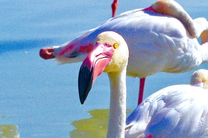Arles and Camargue Full-Day Tour including Aigues Mortes - Real Traveler Insights from Reviews
