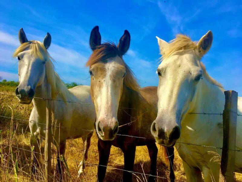 Arles & Camargue Natural Park (including Aigues Mortes) - Key Points