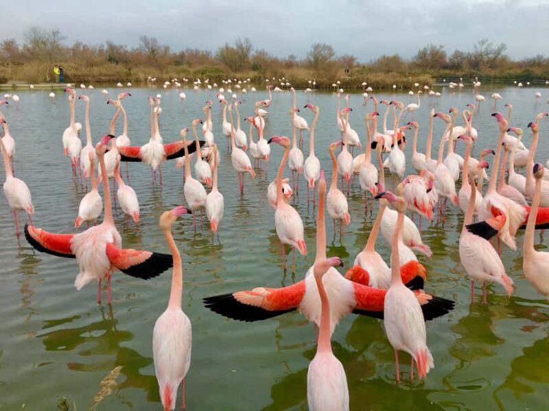 Arles & Camargue Natural Park (including Aigues Mortes) - Exploring Arles: Art, Roman Monuments, and Van Gogh’s Footsteps