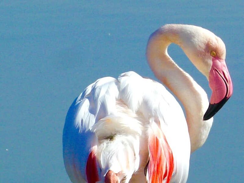 Arles & Camargue Natural Park (including Aigues Mortes) - Birdwatching at the Park: A Finale of Nature’s Beauty