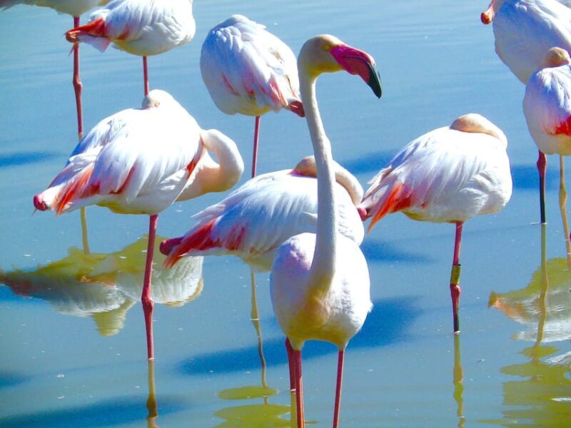 Arles & Camargue Natural Park (including Aigues Mortes) - Overall Value and Who Will Love This Tour