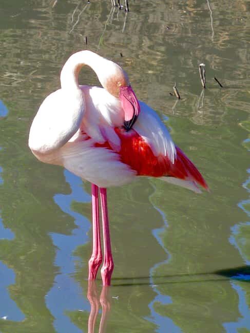 Arles & Camargue Natural Park (including Aigues Mortes) - FAQ