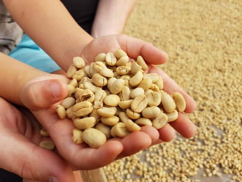Armenia, Quindío: Traditional coffee farm tour with roasting and transportation - An In-Depth Look at the Coffee Farm Tour