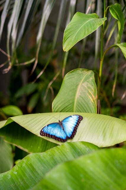 Arnhem: Burgers' Zoo Entry Ticket - FAQ