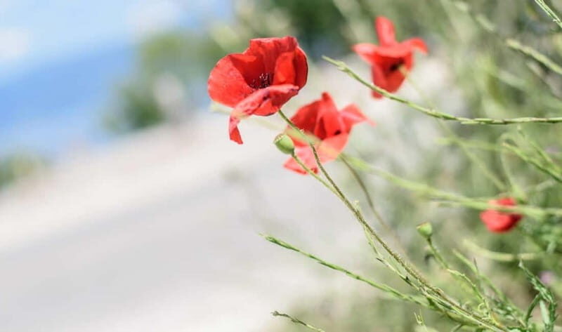 Around the lake Albania from Ohrid and Struga. - Key Points