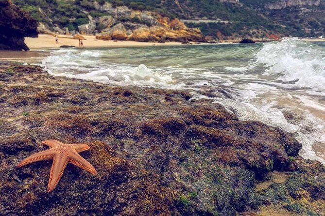 Arrábida Jeep Tour  Incredible Market & Hidden Gems - FAQ