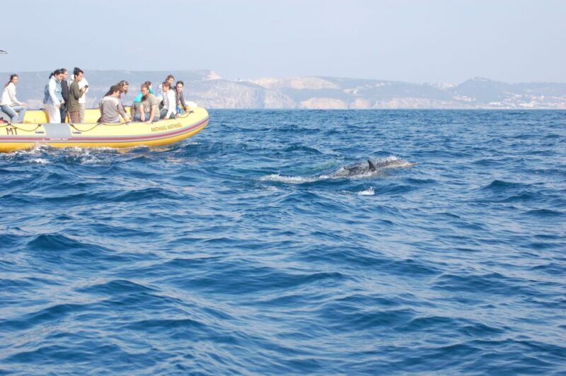 Arrábida - Sesimbra: Dolphin Watching - Exploring the Adventure: An In-Depth Look