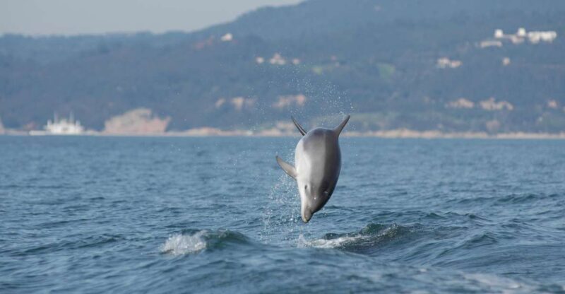 Arrábida - Sesimbra: Dolphin Watching - Authentic Insights from Real Travelers