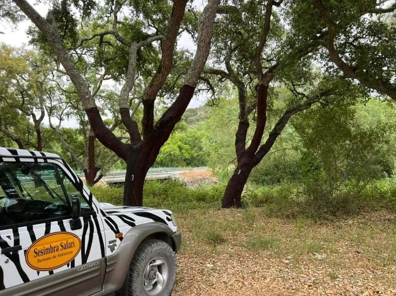 Arrábida - Sesimbra: Jeep Tour and Wine Tasting at Azeitão - Who Is This Tour Best Suited For?