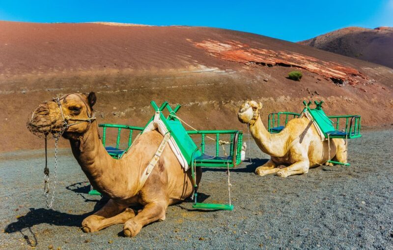 Arrecife: Timanfaya and Green Lagoon for Cruise Passengers - Who Will Love This Tour?