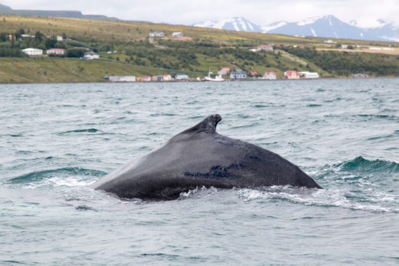 Árskógssandur: Whale-Watching Boat Trip - Why Choose This Whale-Watching Tour?