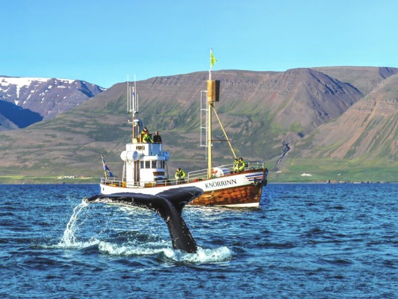 Árskógssandur: Whale-Watching Boat Trip - How This Tour Compares to Others
