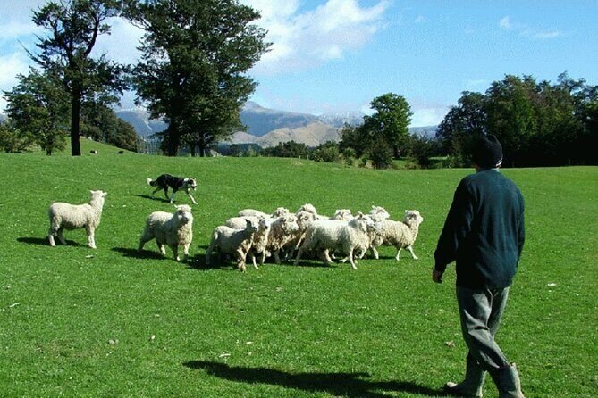 Arthur's Pass and TranzAlpine Train Day Tour from Christchurch - Final thoughts