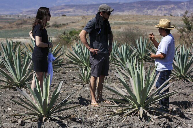 Artisanal Mezcal distillery in an authentic Zapotec village - Who Will Love This Tour?