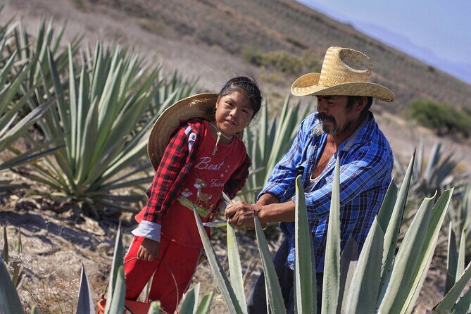 Artisanal Mezcal distillery in an authentic Zapotec village - The Bottom Line