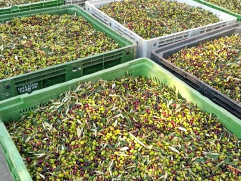 Ascoli Piceno: Olive Oil Tasting with local products - What to Expect from the Olive Oil Tasting Tour