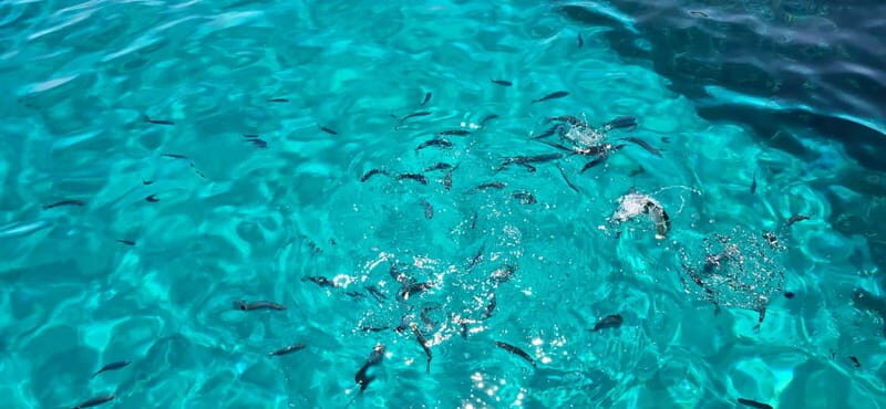 Asinara by Boat: Half-Day Morning Tour among crystal clear waters - An Overview of the Experience