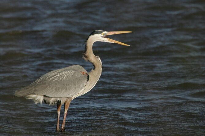 Assateague Horses, Herons and Happy Hour Cruise - Key Points