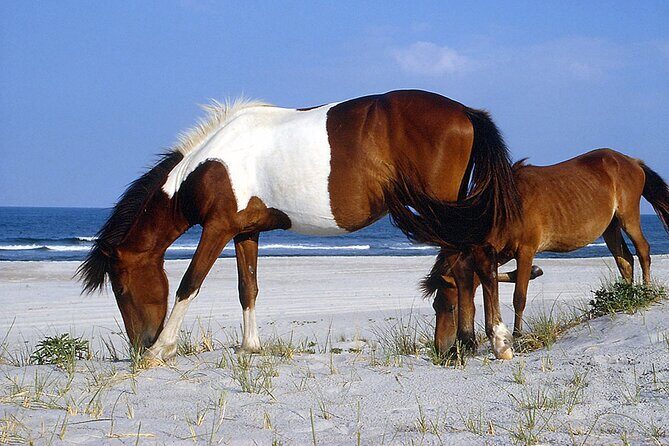 Assateague Horses, Herons and Happy Hour Cruise - An In-Depth Look at the Cruise Experience