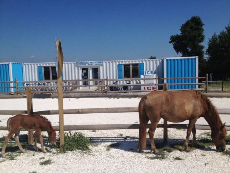 Assateague Island: Bike Rental from the Bayside Stand - Key Points