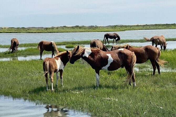 Assateague Island Cruise Departs from Ocean Pines - An In-Depth Look at the Assateague Island Cruise
