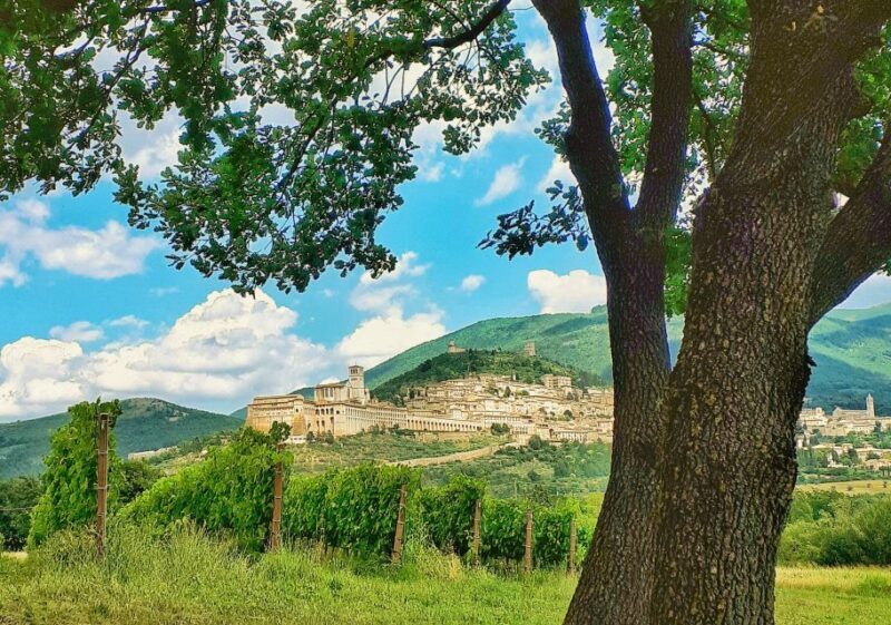 Assisi: Wine tasting, gourmet pairing, walk in the vineyards - Who is this experience best for?