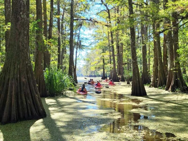 Atchafalaya Basin: 2.5 Hr. Guided Kayak Tour - Key Points