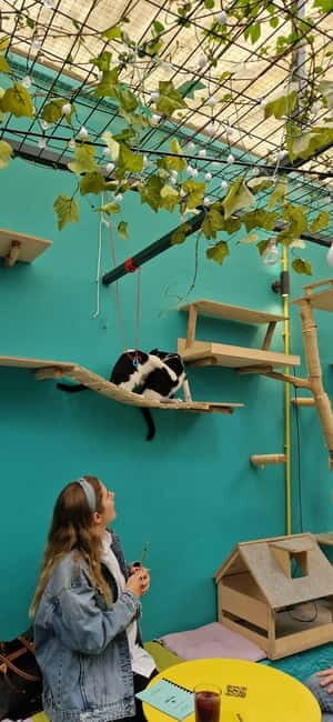 Athens: Cat Cafe Visit with Drink and Sweet - A Closer Look at the Athens Cat Cafe Experience