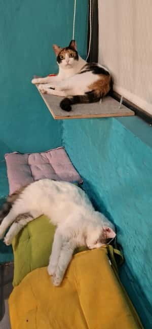 Athens: Cat Cafe Visit with Drink and Sweet - Final Thoughts: Is It Worth It?