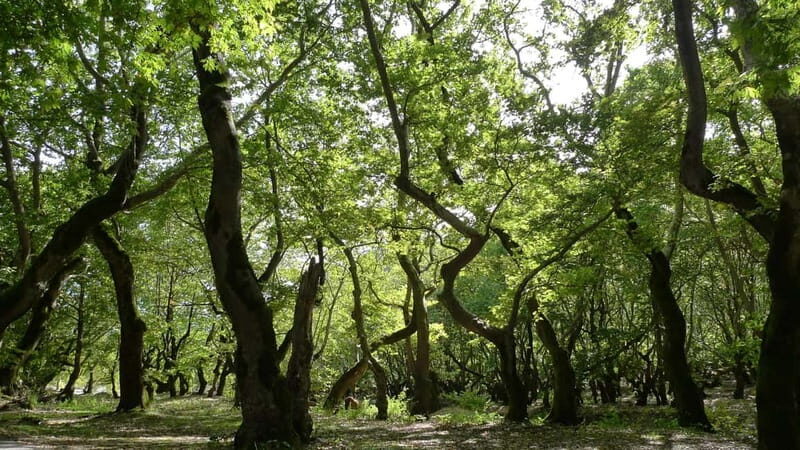 Athens: Kalavrita UNESCO Global Geopark & Pounta Beach Swim - Key Points