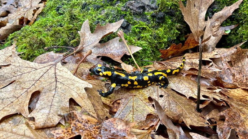 Athens: Kalavrita UNESCO Global Geopark & Pounta Beach Swim - Final Thoughts