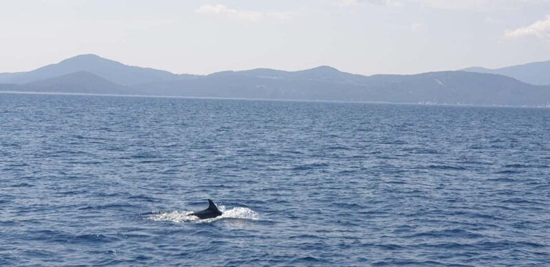 Athens Riviera Private Catamaran Cruise with Meal and Drinks - A Detailed Review of the Athens Riviera Catamaran Experience