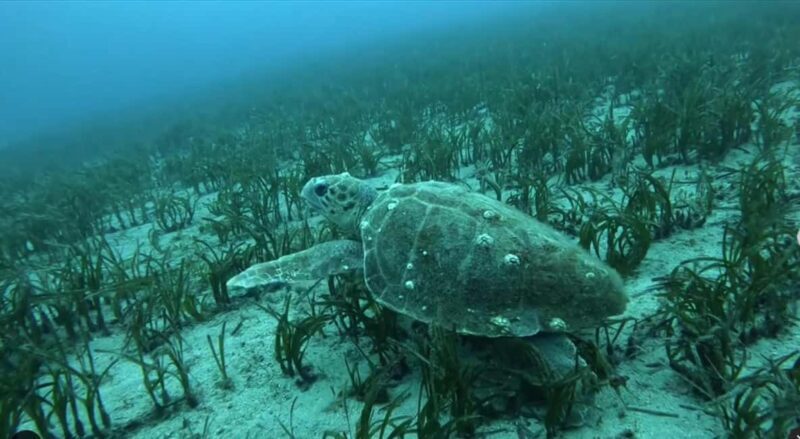 Athens: Snorkeling Riviera Adventure - The Experience: What Will Make You Smile