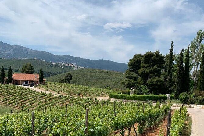 Athens Wine Tour - An Outstanding Full Day Experience For Dedicated Winelovers - Authentic Insights from Reviews