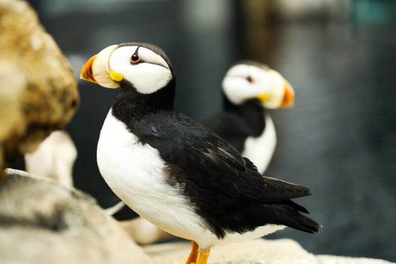 Atlanta: Georgia Aquarium Skip-the-Box-Office Entry Ticket - Who Will Love This Experience?