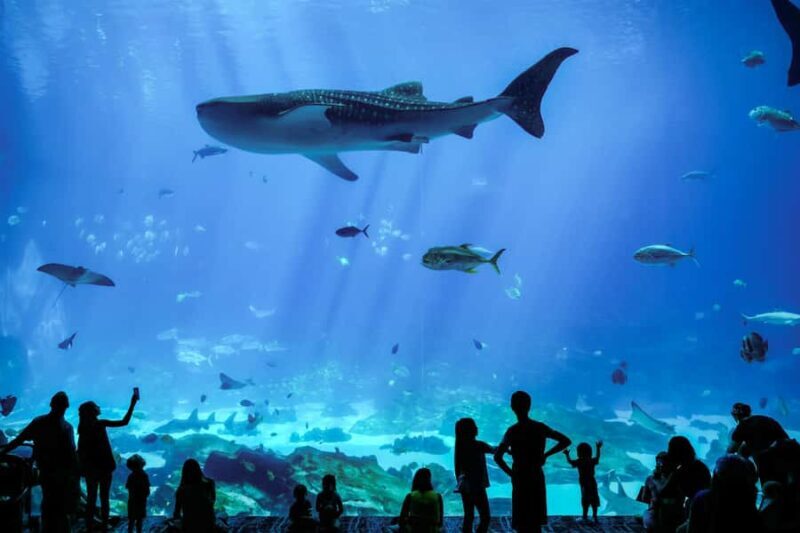 Atlanta: Georgia Aquarium Skip-the-Box-Office Entry Ticket - Final Thoughts