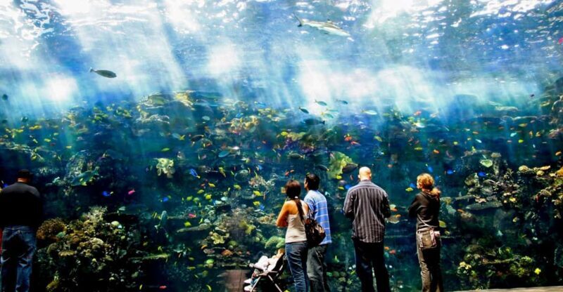 Atlanta: Georgia Aquarium Skip-the-Box-Office Entry Ticket - Key Points