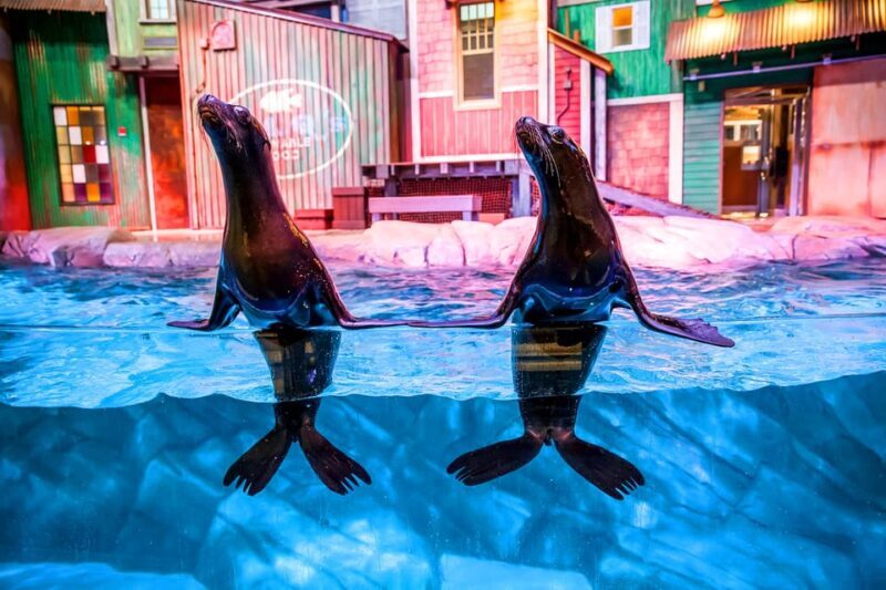 Atlanta: Georgia Aquarium Skip-the-Box-Office Entry Ticket - Practical Details: What to Expect During Your Visit