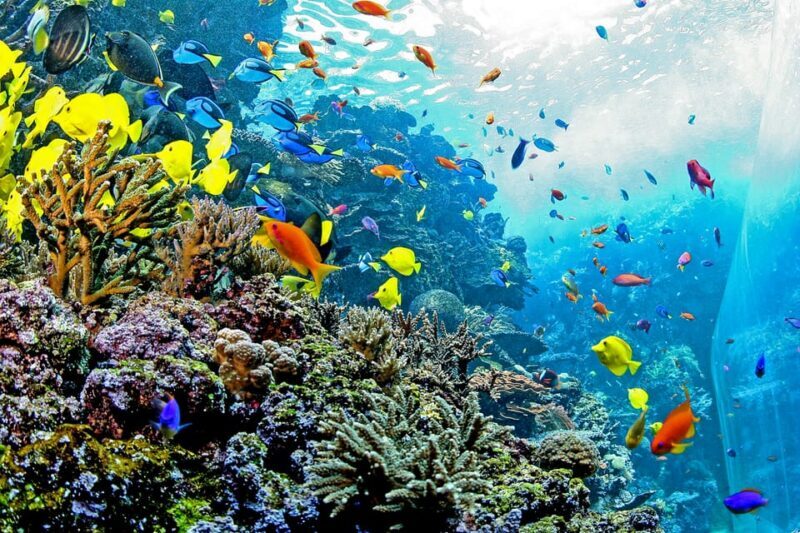 Atlanta: Georgia Aquarium Skip-the-Box-Office Entry Ticket - What Reviewers Say