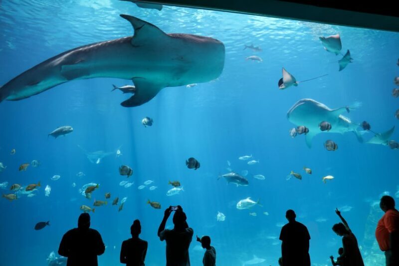 Atlanta: Georgia Aquarium Skip-the-Box-Office Entry Ticket - The Final Verdict