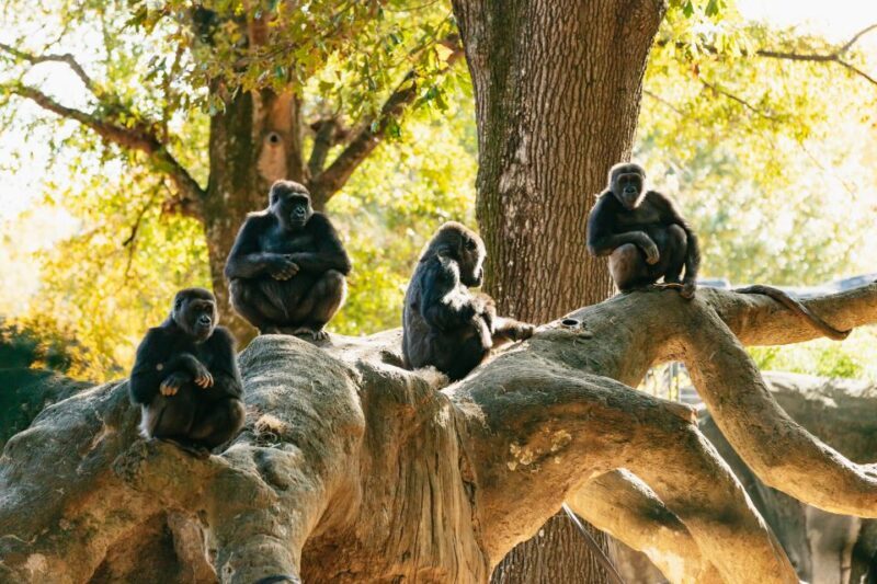 Atlanta: Zoo Atlanta General Admission Ticket - The African Savanna: A Naturalistic Wonderland