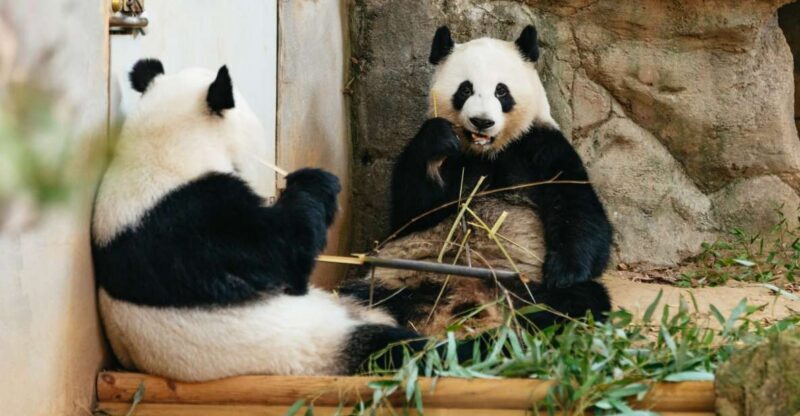 Atlanta: Zoo Atlanta General Admission Ticket - Animal Encounters and Educational Activities
