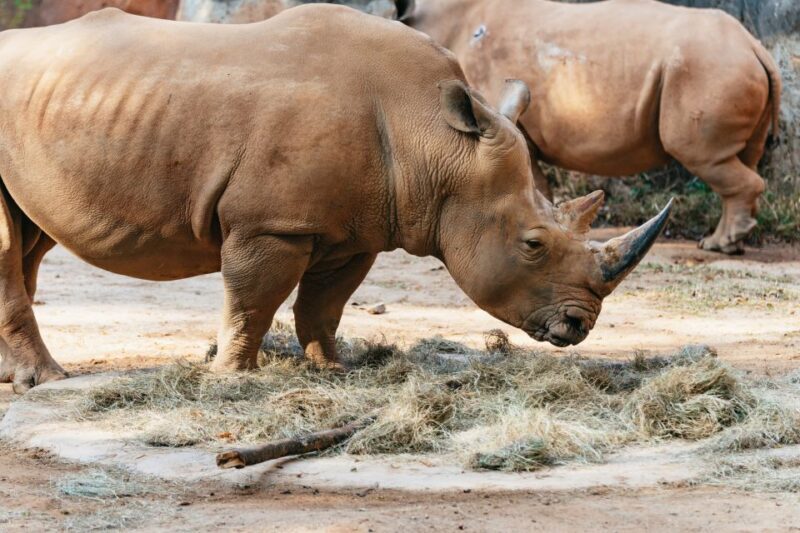 Atlanta: Zoo Atlanta General Admission Ticket - Practical Tips for Visiting