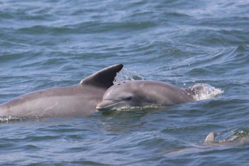 Atlantic City: Dolphin Watching Ocean Cruise Adventure - An In-Depth Look at the Dolphin Watching Cruise