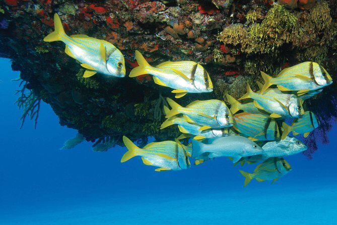 ATV Extreme and Snorkel Combo Tour from Cancun - Analyzing the Value