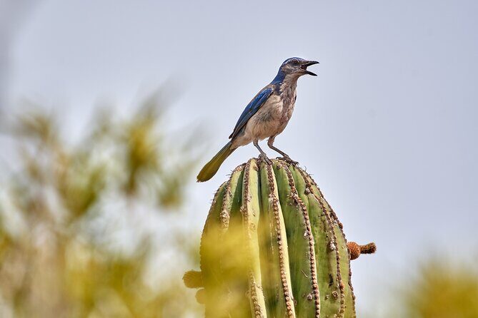 ATV Pacific Tour in Cabo San Lucas - When to Book & Practical Tips