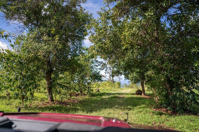 ATV Tour to Buddha Cup Coffee Farm - Who Will Love This Tour?